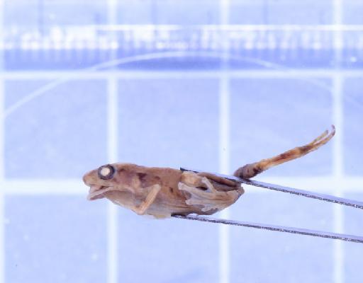 Microhyla superciliaris Parker, 1928 - 1947.2.11.81-pic3