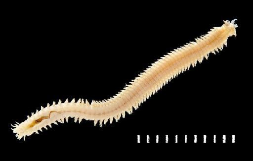 Nereis typhla Monro, 1930 - Polychaete type specimen; Nereidae; 1930.10.8.1896 view 2