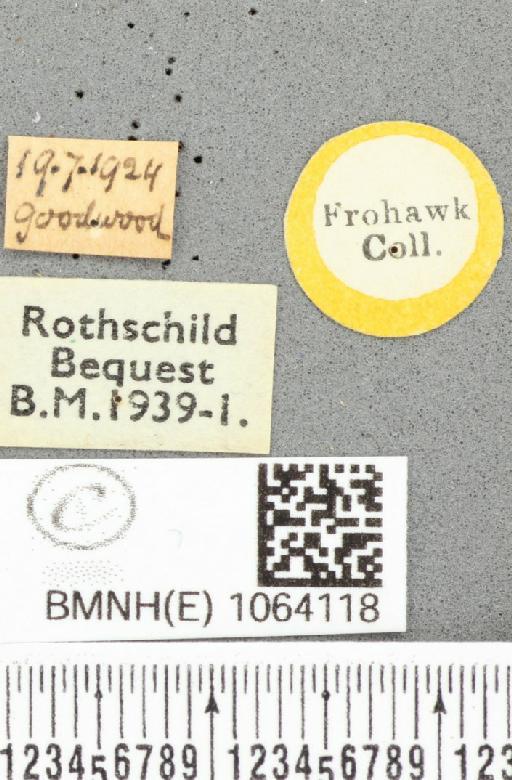Coenonympha pamphilus ab. partimtransformis Leeds, 1950 - BMNHE_1064118_label_25282