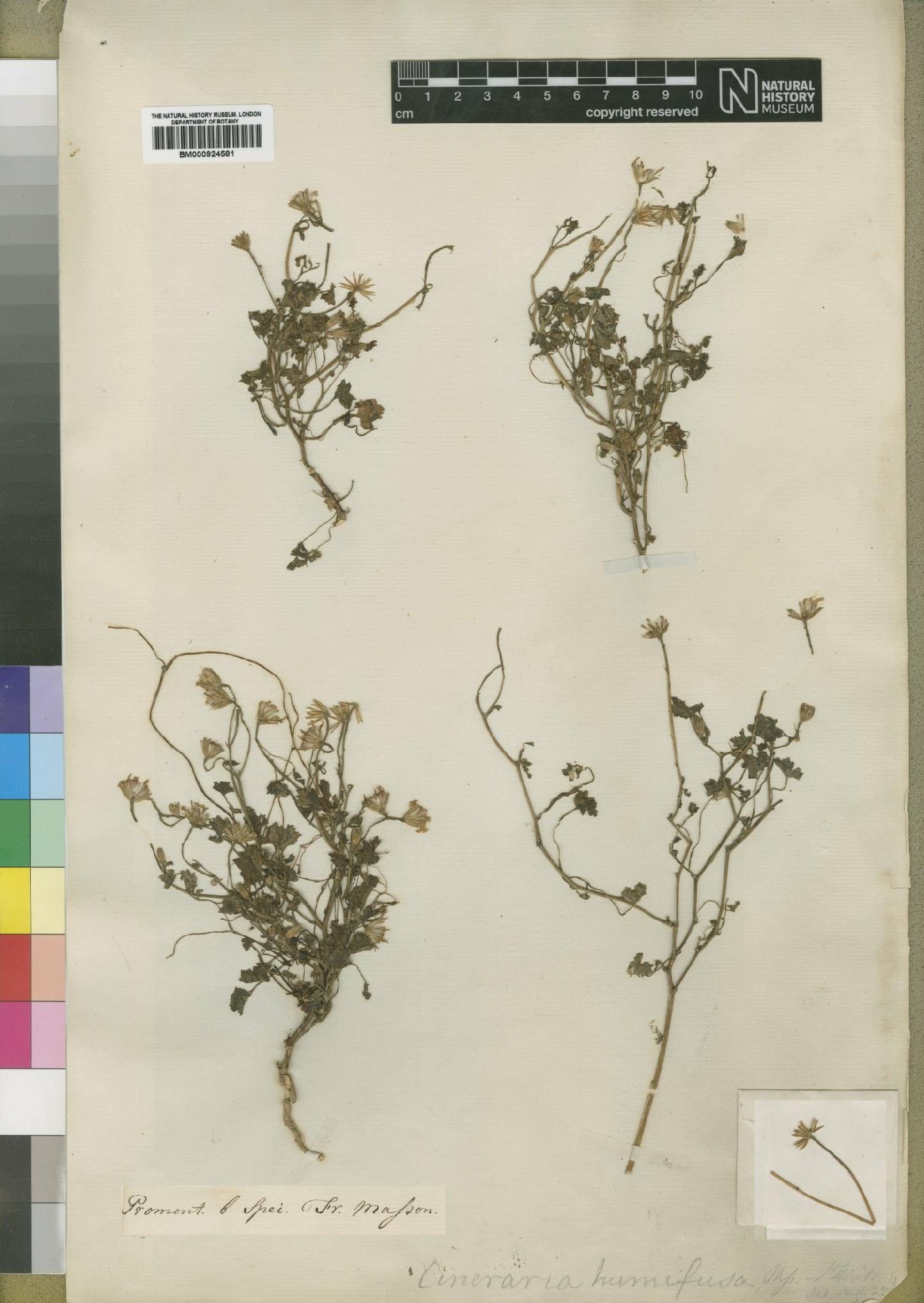 To NHMUK collection (Cineraria humifusa L'Hér.; Type; NHMUK:ecatalogue:4529594)