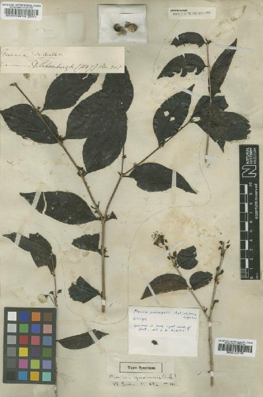 Mouriri guianensis Aubl. - BM000059818