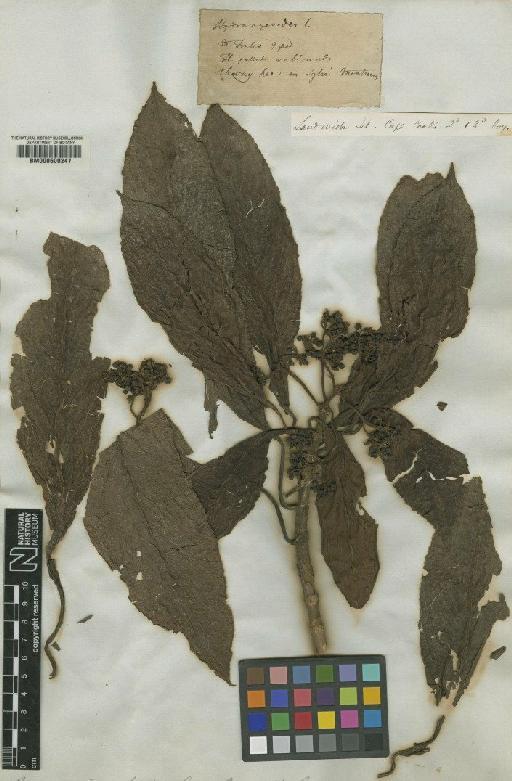 Broussasia pellucida Gaudich. - BM000600247