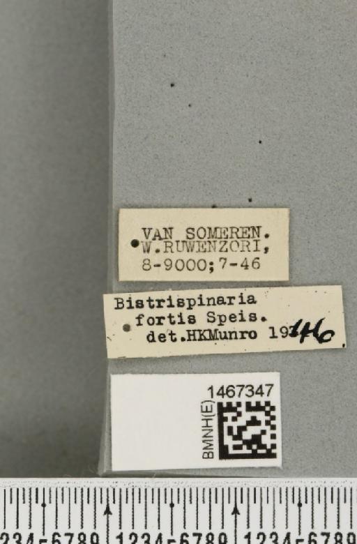 Bistrispinaria fortis (Speiser, 1913) - BMNHE_1467347_label_27729