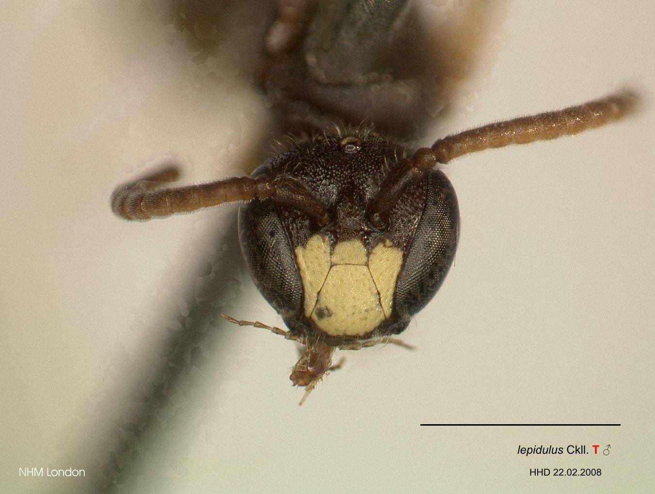 Hylaeus lepidulus