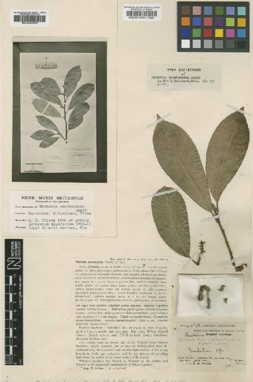 Michelia szechuanica Dandy - BM000574761