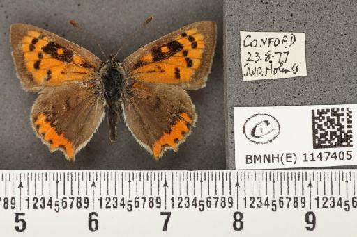 Lycaena phlaeas eleus (Fabricius, 1798) - BMNHE_1147405_109370