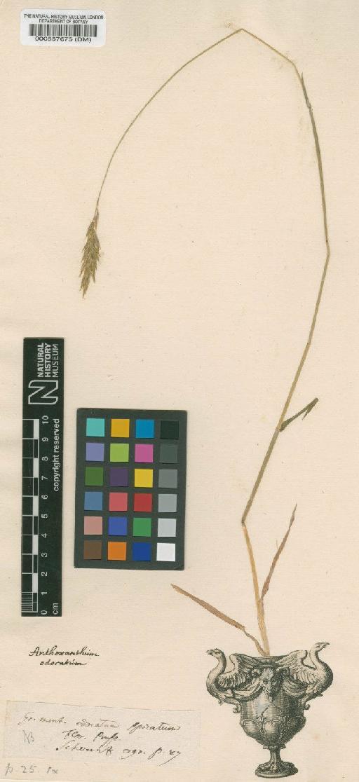 Anthoxanthum odoratum L. - BM000557675