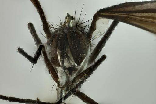 Cordyligaster fuscipennis (Macquart, 1851) - Cordyligaster fuscipennis female anterior