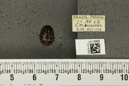 Calligrapha (Calligrapha) polyspila (Germar, 1821) - BMNHE_1317668_17414