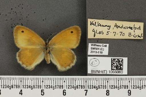Coenonympha pamphilus (Linnaeus, 1758) - BMNHE_1066080_27377
