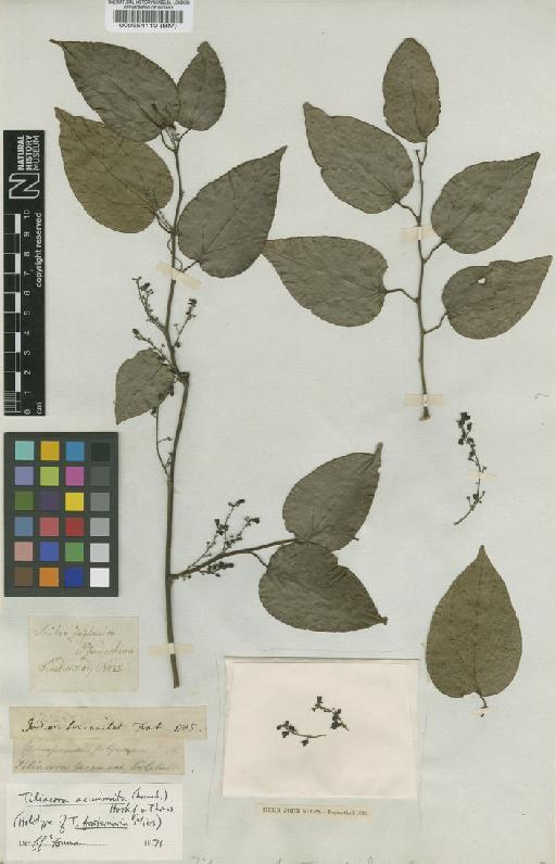 Tiliacora acuminata (Lam.) Hook.f. & Thomson - BM000554113