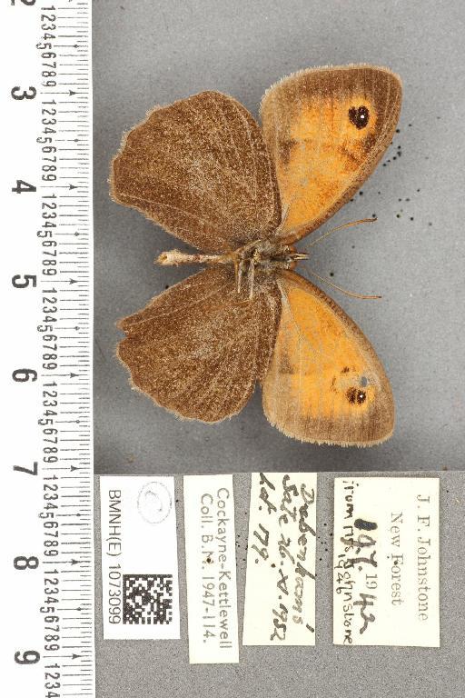 Maniola jurtina insularis ab. nigrianira Johnstone, 1941 - BMNHE_1073099_39916
