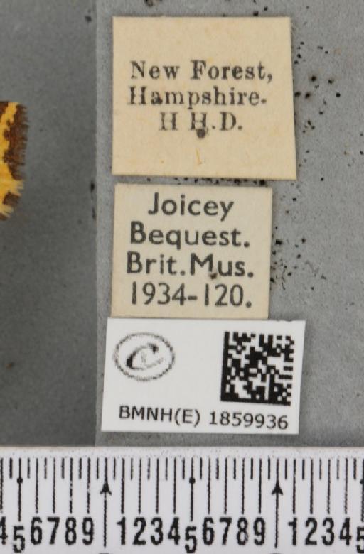 Pseudopanthera macularia (Linnaeus, 1758) - BMNHE_1859936_label_430273