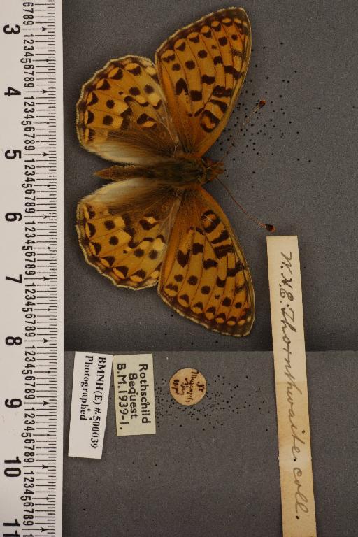 Argynnis aglaja ab. flavescens Tutt, 1896 - BMNHE_500039_53786
