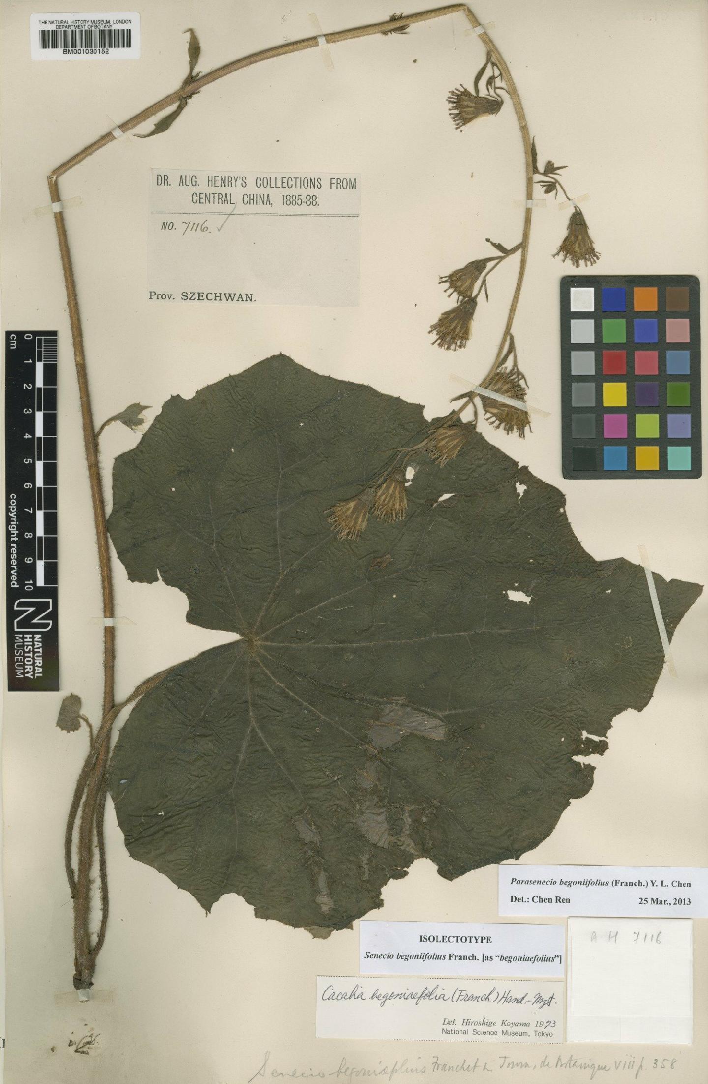 To NHMUK collection (Senecio begoniifolius Franch.; Isolectotype; NHMUK:ecatalogue:1987140)