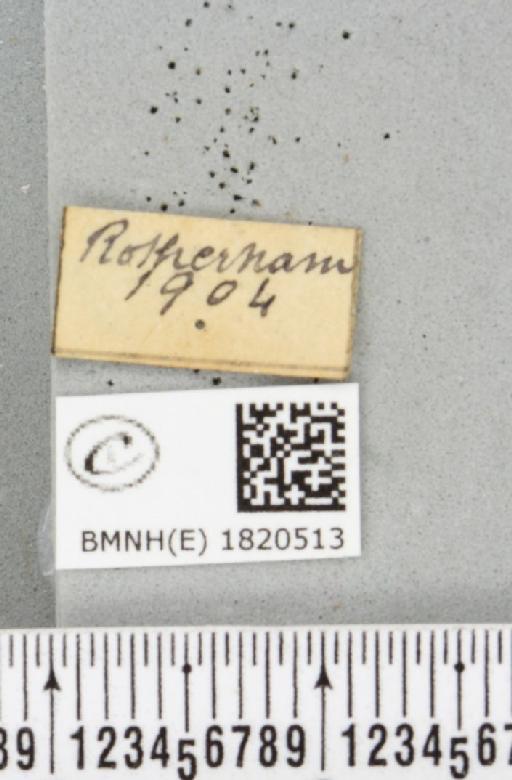 Eupithecia assimilata Doubleday, 1856 - BMNHE_1820513_label_392085