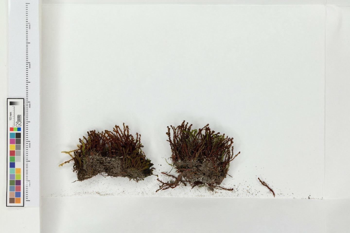 Bryoerythrophyllum caledonicum thumbnail