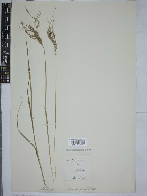 Dimeria gracilis Nees ex Steud. - 012551025