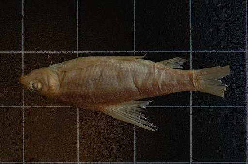 Varicorhinus stenostoma Boulenger, 1910 - 1910.11.28.145 Varicorhinus stenostoma c