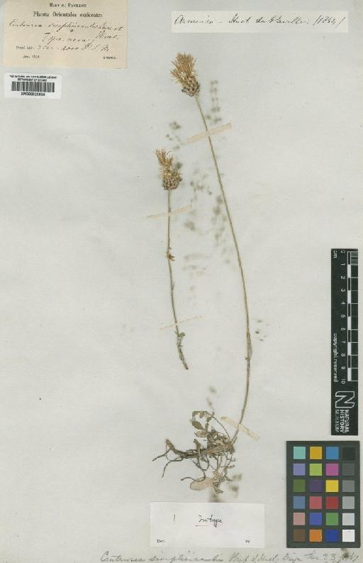 Centaurea simplicaulis Huet - BM000829836