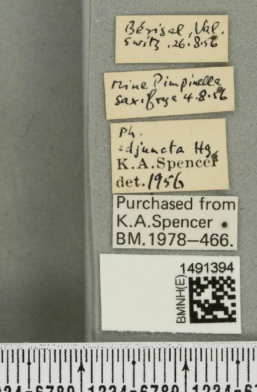 Phytomyza adjuncta Hering, 1928 - BMNHE_1491394_label_53024