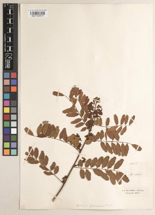 Dalbergia glaucescens Benth. - BM013406513