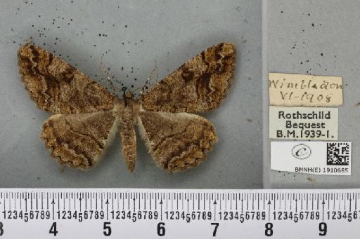 Alcis repandata repandata (Linnaeus, 1758) - BMNHE_1910685_473437