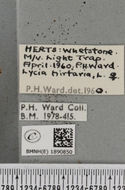 Lycia hirtaria (Clerck, 1759) - BMNHE_1890850_label_458361