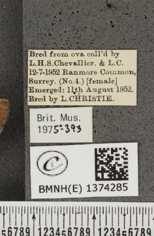 Lampides boeticus (Linnaeus, 1767) - BMNHE_1374285_label_167627
