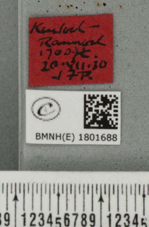 Perizoma minorata ericetata (Stephens, 1831) - BMNHE_1801688_label_371928