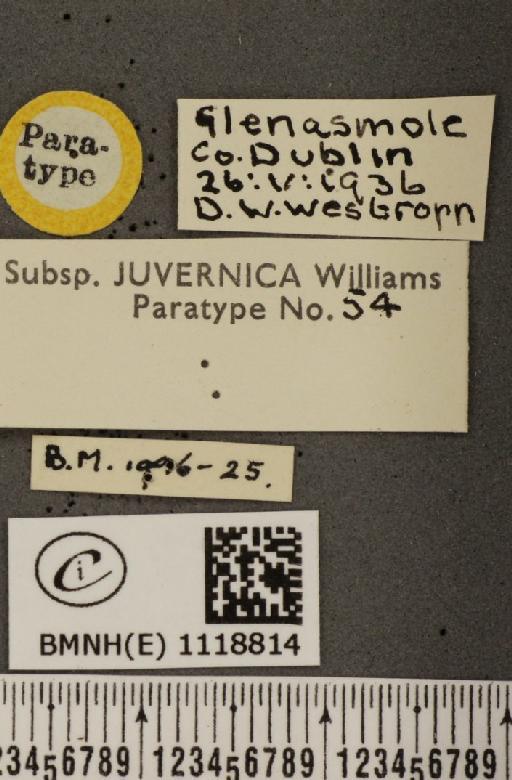 Leptidea sinapis juvernica Williams, 1946 - BMNHE_1118814_label_74019