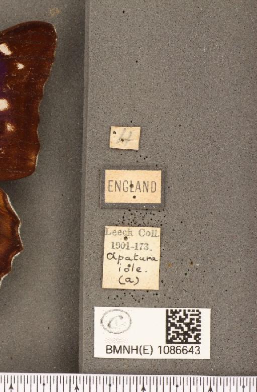 Apatura iris (Linnaeus, 1758) - BMNHE_1086643_label_63583