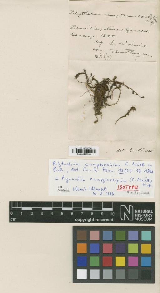Pogonatum campylocarpum (Müll.Hal.) Mitt. - BM000960534_a