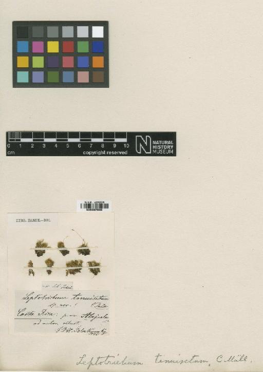 Ditrichum tenuisetum Paris - BM000879029_a