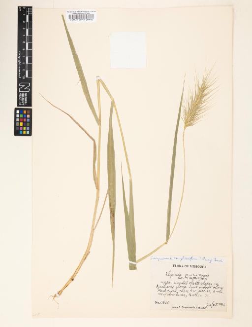 Elymus virginicus L. - 000063846