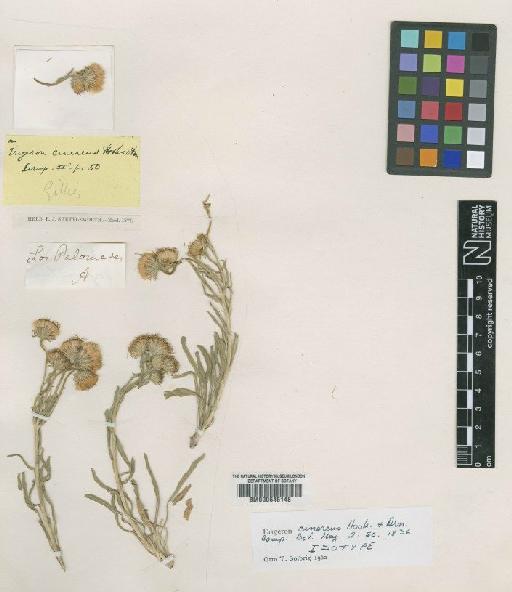 Erigeron cinereus Hook. & Arn. - BM000645148