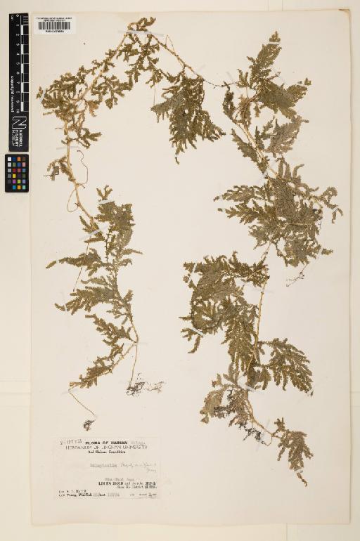 Selaginella delicatula (Poir. ex Desv.) Alston - 000779583