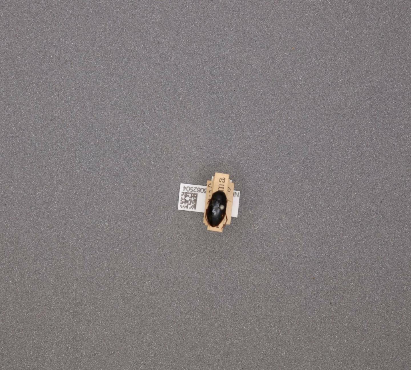 Agabus elongatus thumbnail
