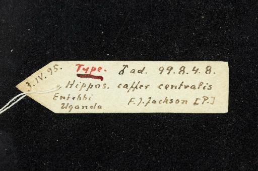 Hipposideros caffer centralis Andersen, 1906 - 1899_8_4_8-Hipposideros_caffer_centralis-Holotype-Skull-label
