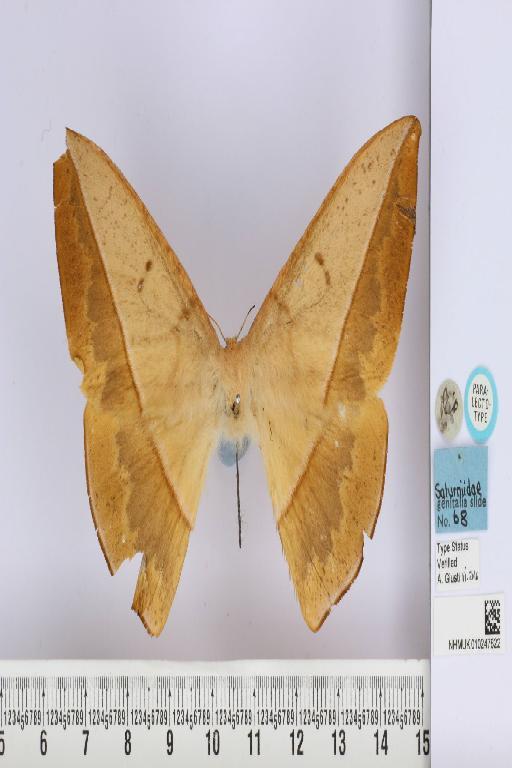Lonomia obliqua Walker, 1855 - NHMUK_010247822_Lonomia_obliqua_Walker_PLT_dorsal_and_labels.JPG