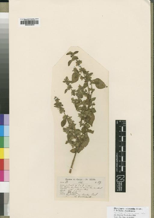 Phaulopsis micrantha (Benth.) C.B.Clarke - BM000930860