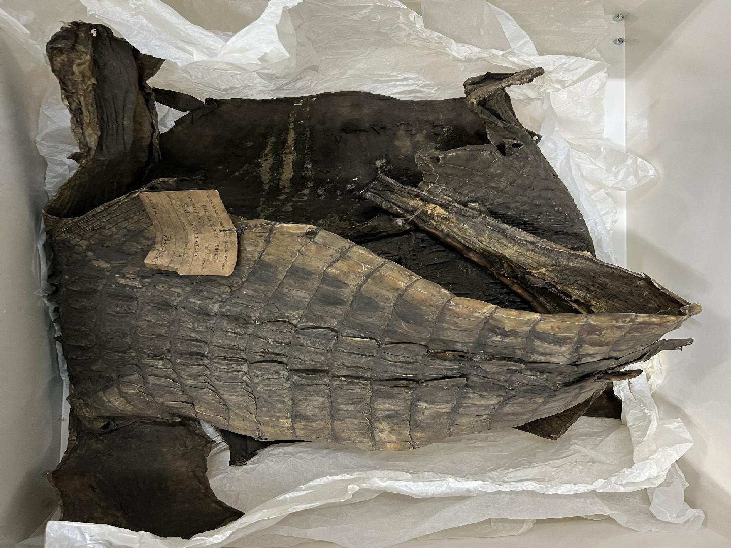 To NHMUK collection (Crocodylus niloticus Laurenti, 1768; NHMUK:ecatalogue:10260594)