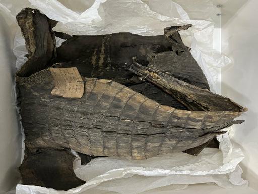 Crocodylus niloticus Laurenti, 1768 - 2023.3177