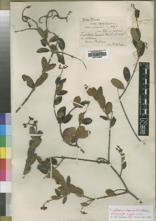 Ancylobotrys capensis (Oliv.) Pichon - BM000925633