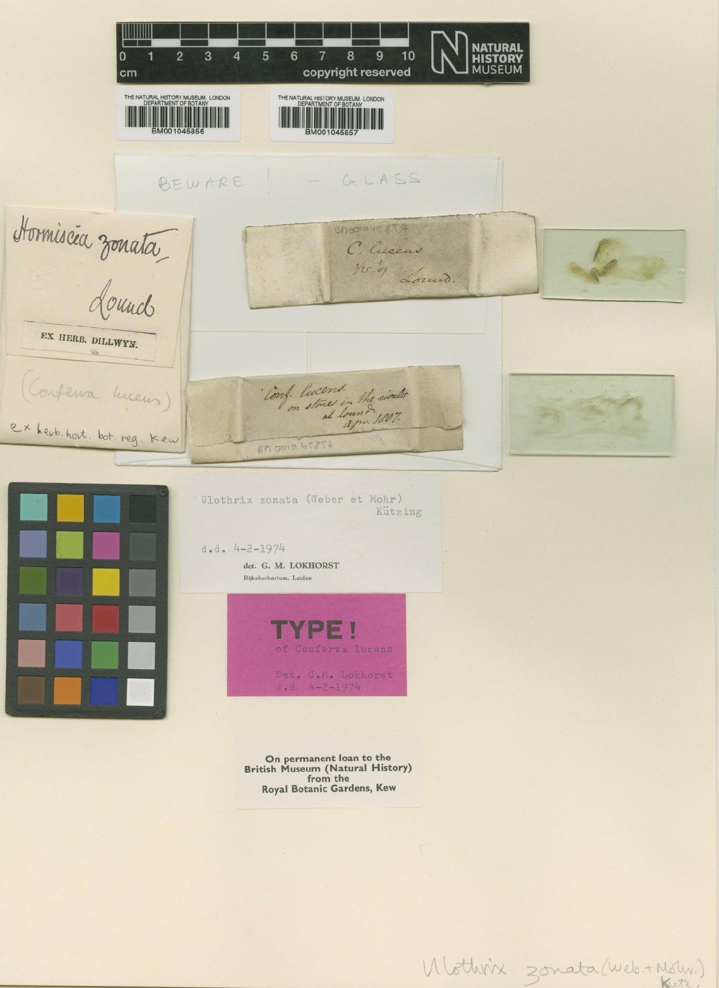 To NHMUK collection (Conferva lucens Harv.; Type; NHMUK:ecatalogue:1125263)