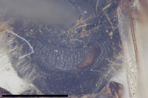 Melitta punctulata Kirby, 1802 - 013380583-NHMUK-Melitta_punctulata-holotype-female-propodeum-dorsal-6_3x