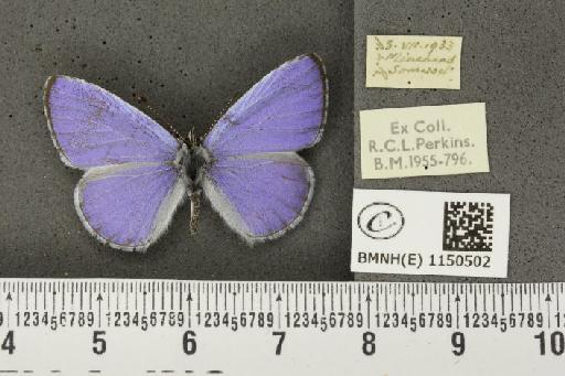 Celastrina argiolus britanna (Verity, 1919) - BMNHE_1150502_111725