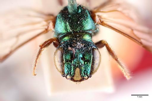 Ceratina eximia Smith, F., 1862 - 013983558_Face