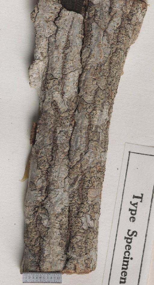 Opegrapha laeta Stirt. - BM000761586_a