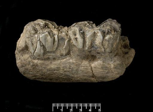 Helladotherium olduvaiensis Hopwood, 1934 - M14686